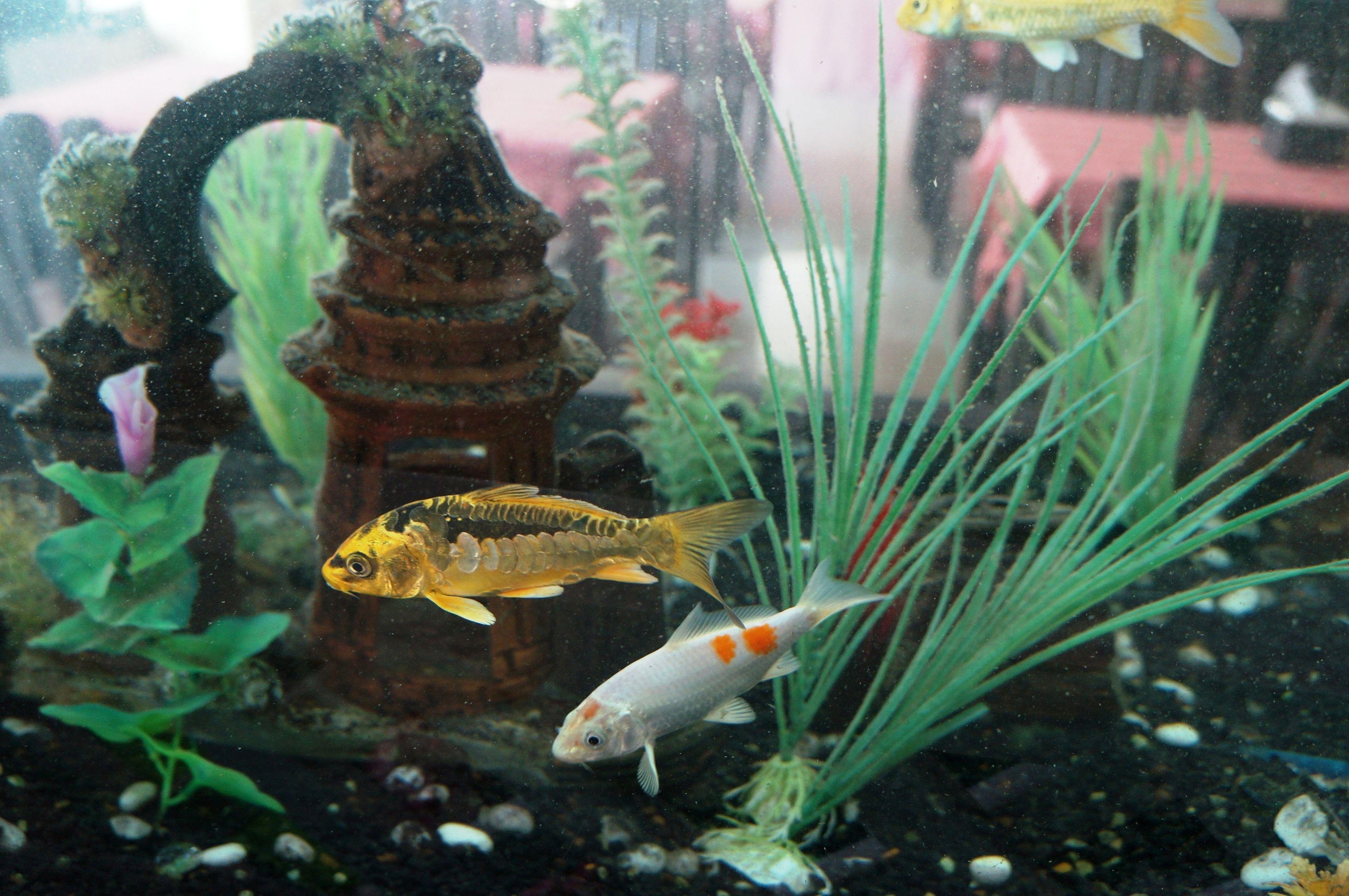 Noble Place Chiangmai — Photos 2